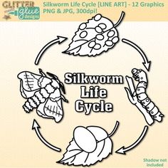 Silk Moth clipart #12, Download drawings