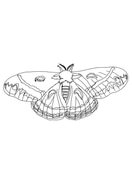 Silk Moth coloring #6, Download drawings