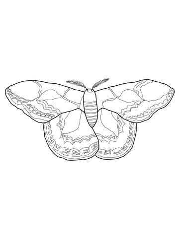 Silk Moth coloring #9, Download drawings
