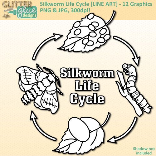 Silk Moth coloring #17, Download drawings