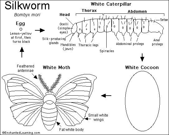 Silk Moth coloring #11, Download drawings