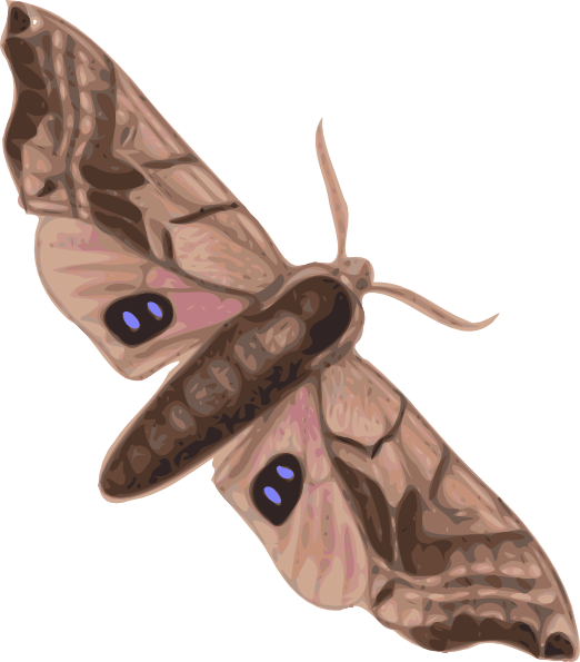 Silk Moth svg #14, Download drawings