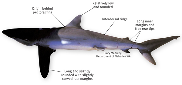 Silky Shark clipart #2, Download drawings
