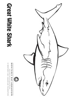 Silky Shark coloring #9, Download drawings