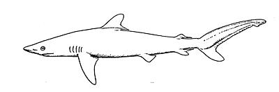 Silky Shark coloring #19, Download drawings