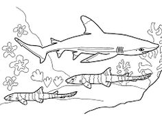 Silky Shark coloring #18, Download drawings