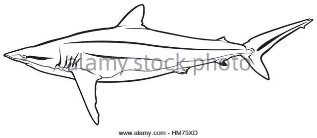 Silky Shark coloring #15, Download drawings