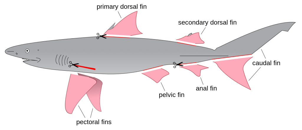 Silky Shark svg #17, Download drawings