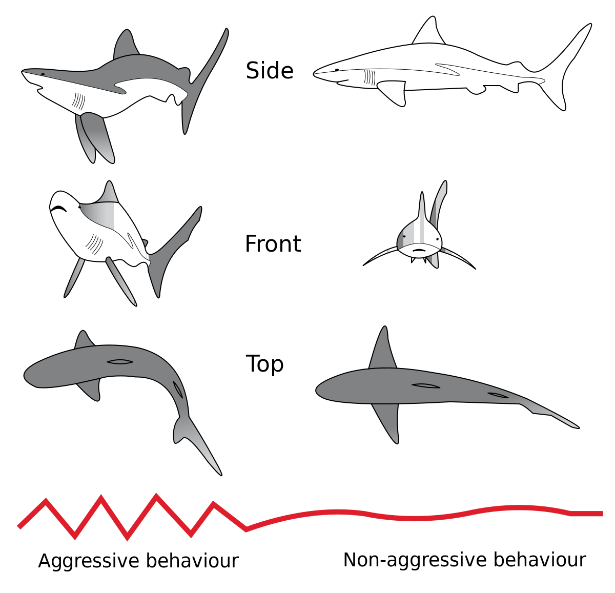 Silky Shark svg #13, Download drawings