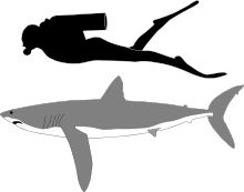 Silky Shark svg #12, Download drawings