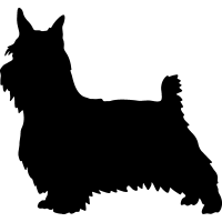Silky Terrier clipart #10, Download drawings