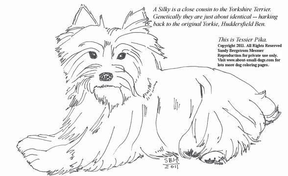 Silky Terrier coloring #19, Download drawings