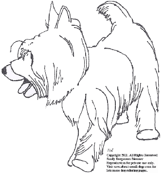 Silky Terrier coloring #14, Download drawings