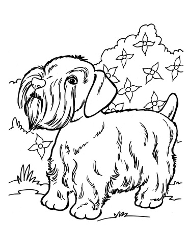 Silky Terrier coloring #13, Download drawings