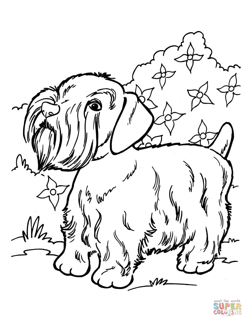 Silky Terrier coloring #11, Download drawings