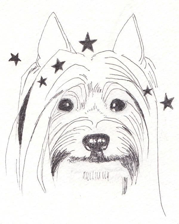 Silky Terrier coloring #10, Download drawings