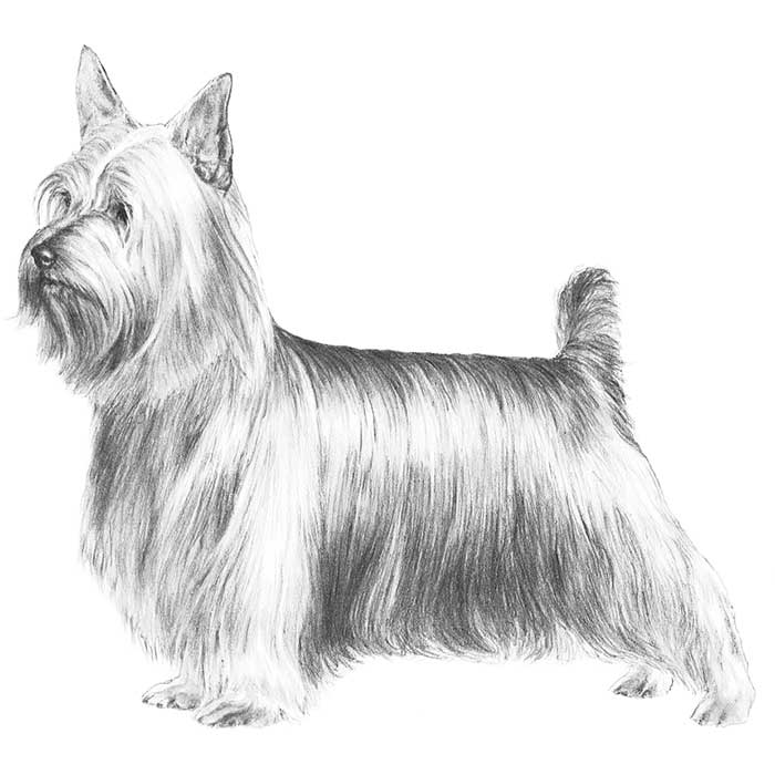 Silky Terrier svg #10, Download drawings