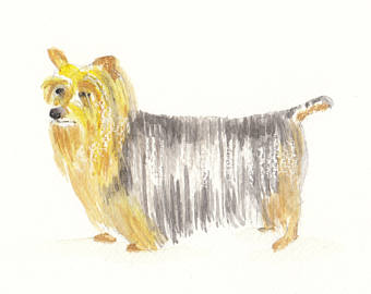 Silky Terrier svg #12, Download drawings