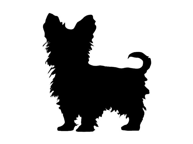 Silky Terrier svg #7, Download drawings