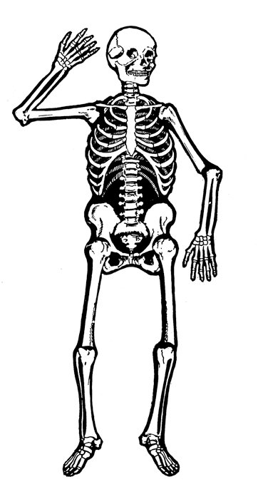 Skeleton clipart #10, Download drawings