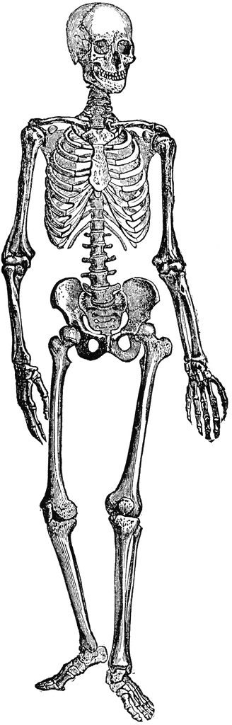 Skeleton clipart #1, Download drawings