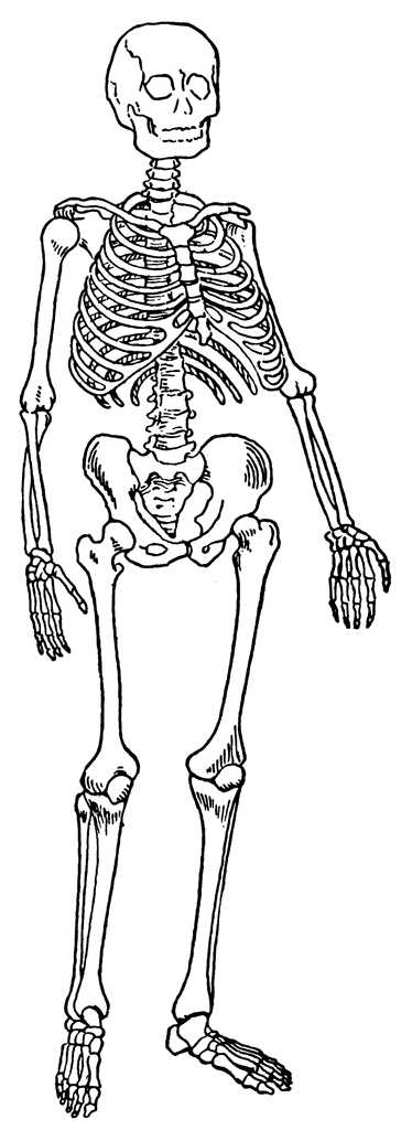 Skeleton clipart #4, Download drawings