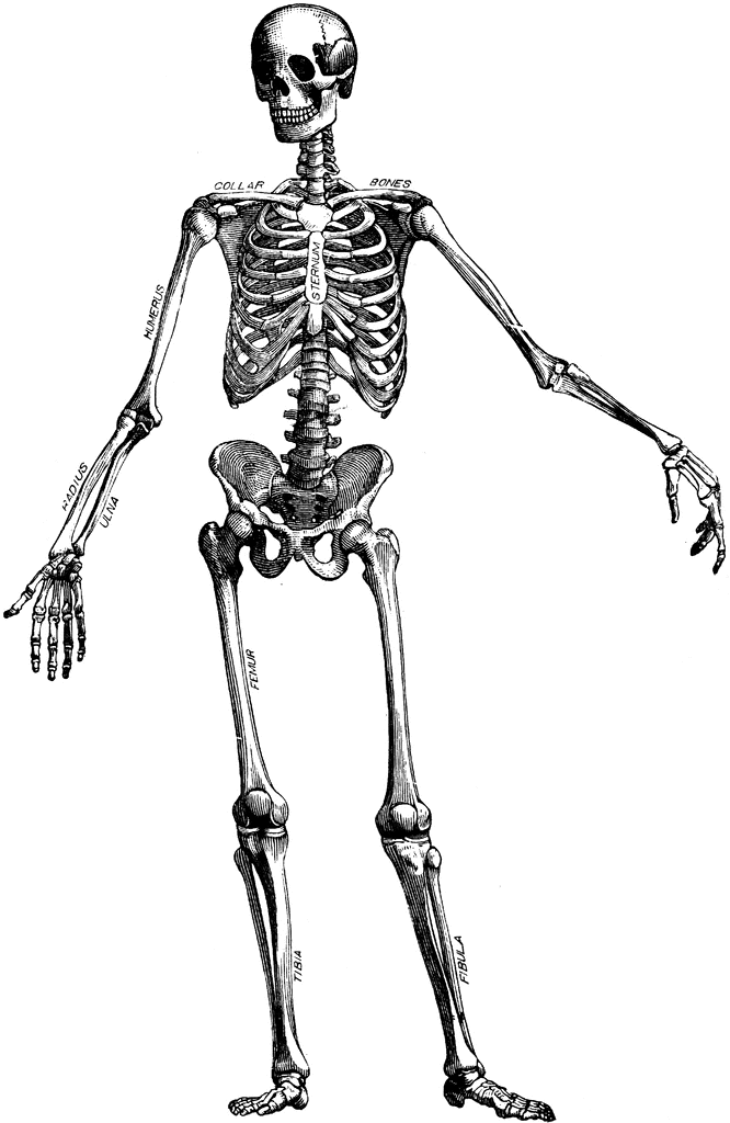 Skeleton clipart #12, Download drawings