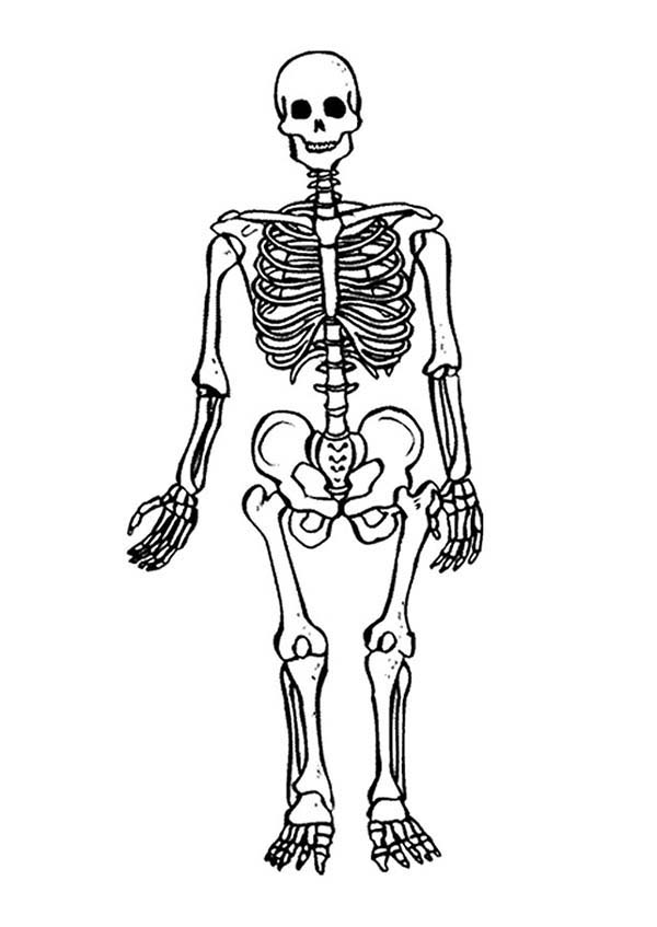 Skeleton coloring #6, Download drawings