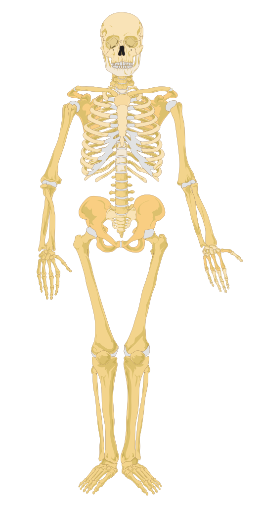 Skeleton svg #20, Download drawings