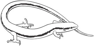 Skink clipart #20, Download drawings