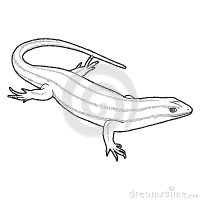 Skink clipart #16, Download drawings