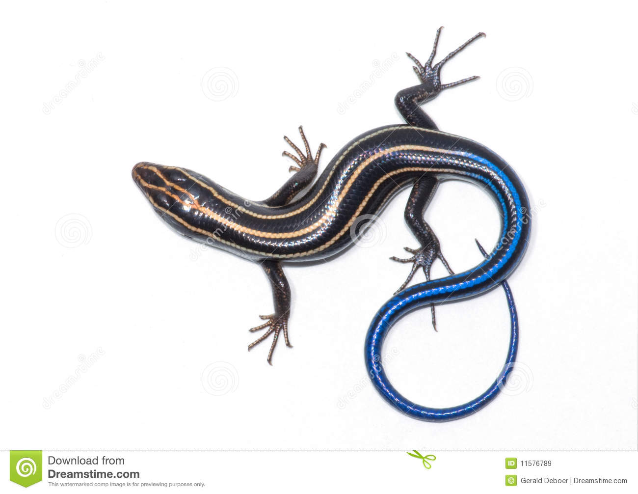 Skink clipart #15, Download drawings