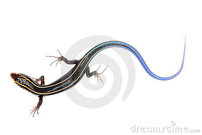 Skink clipart #7, Download drawings