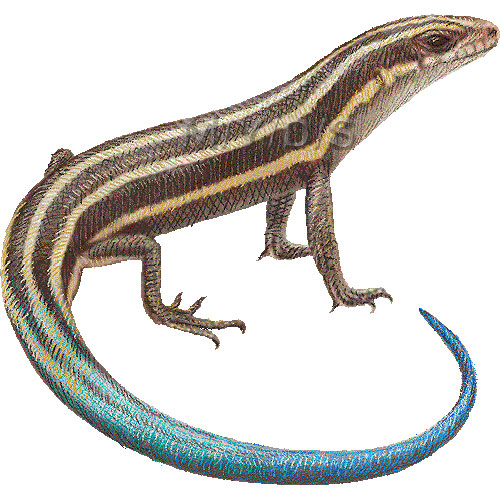 Skink clipart #18, Download drawings