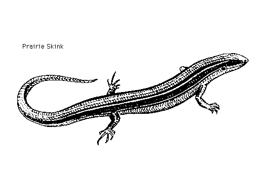 Skink clipart #14, Download drawings