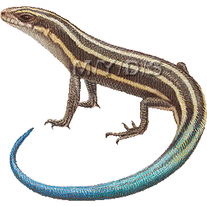 Skink clipart #4, Download drawings