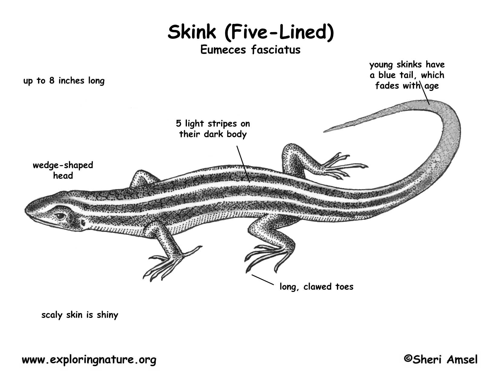 Skink coloring #7, Download drawings