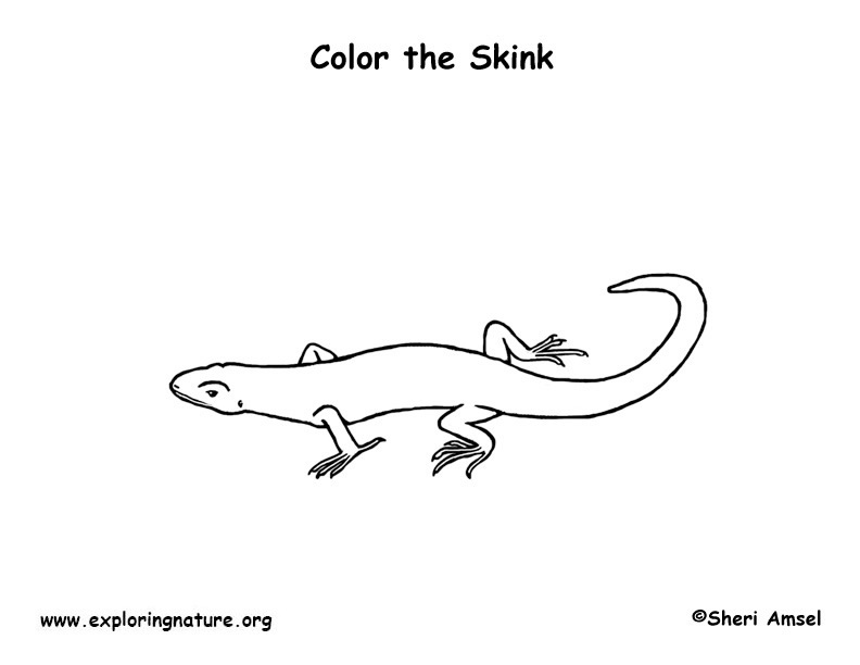 Skink coloring #19, Download drawings