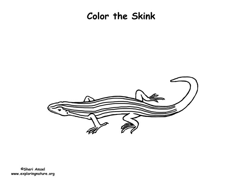 Skink coloring #18, Download drawings