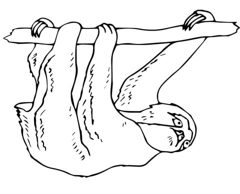 Three Toed Sloth coloring #16, Download drawings