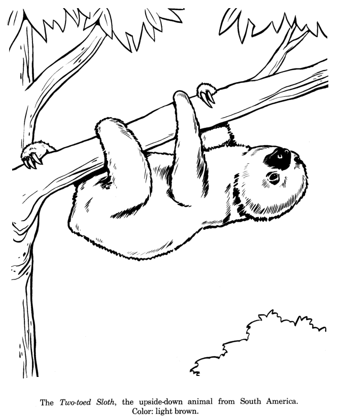 Three Toed Sloth coloring #14, Download drawings