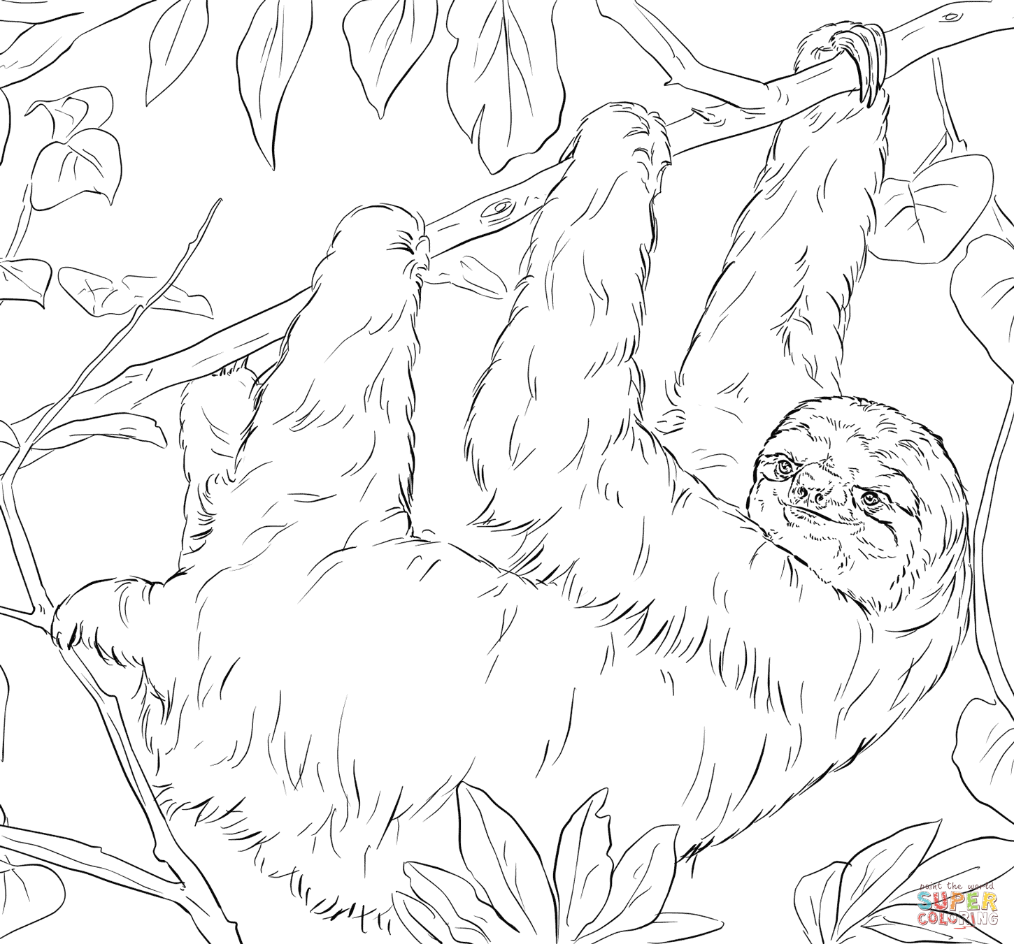 Sloth coloring #4, Download drawings