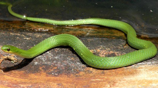 Smooth Green Snake coloring #12, Download drawings