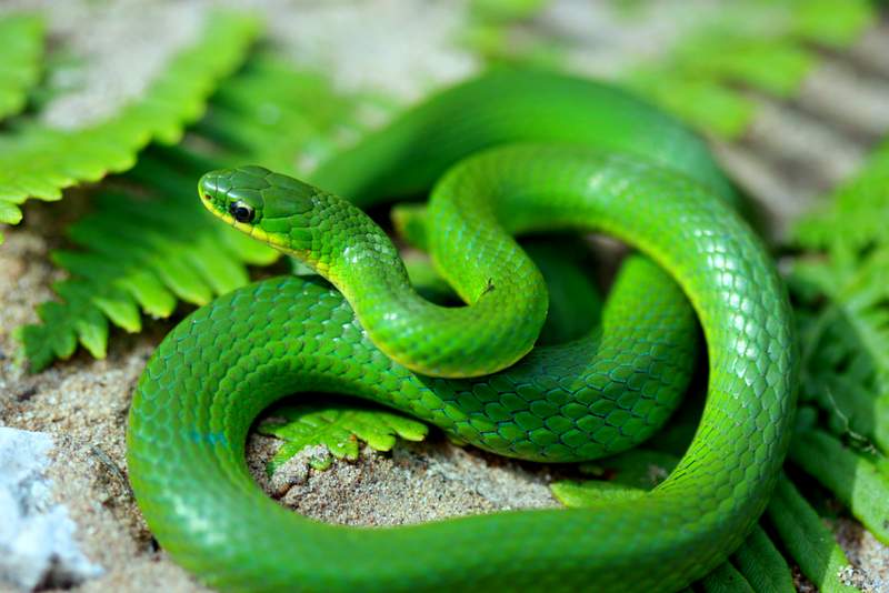 Smooth Green Snake coloring #7, Download drawings