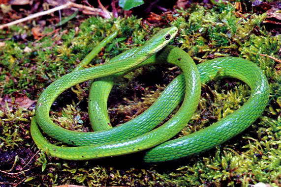 Smooth Green Snake coloring #9, Download drawings