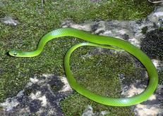 Smooth Green Snake coloring #6, Download drawings
