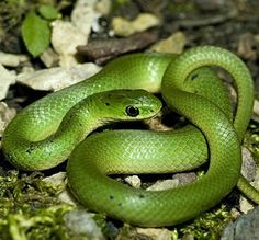 Smooth Green Snake coloring #5, Download drawings