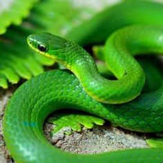 Smooth Green Snake coloring #16, Download drawings