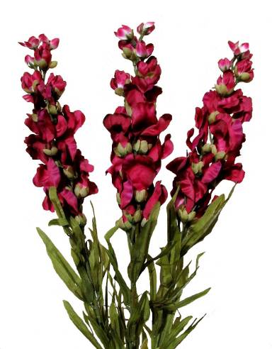 Snapdragons clipart #4, Download drawings