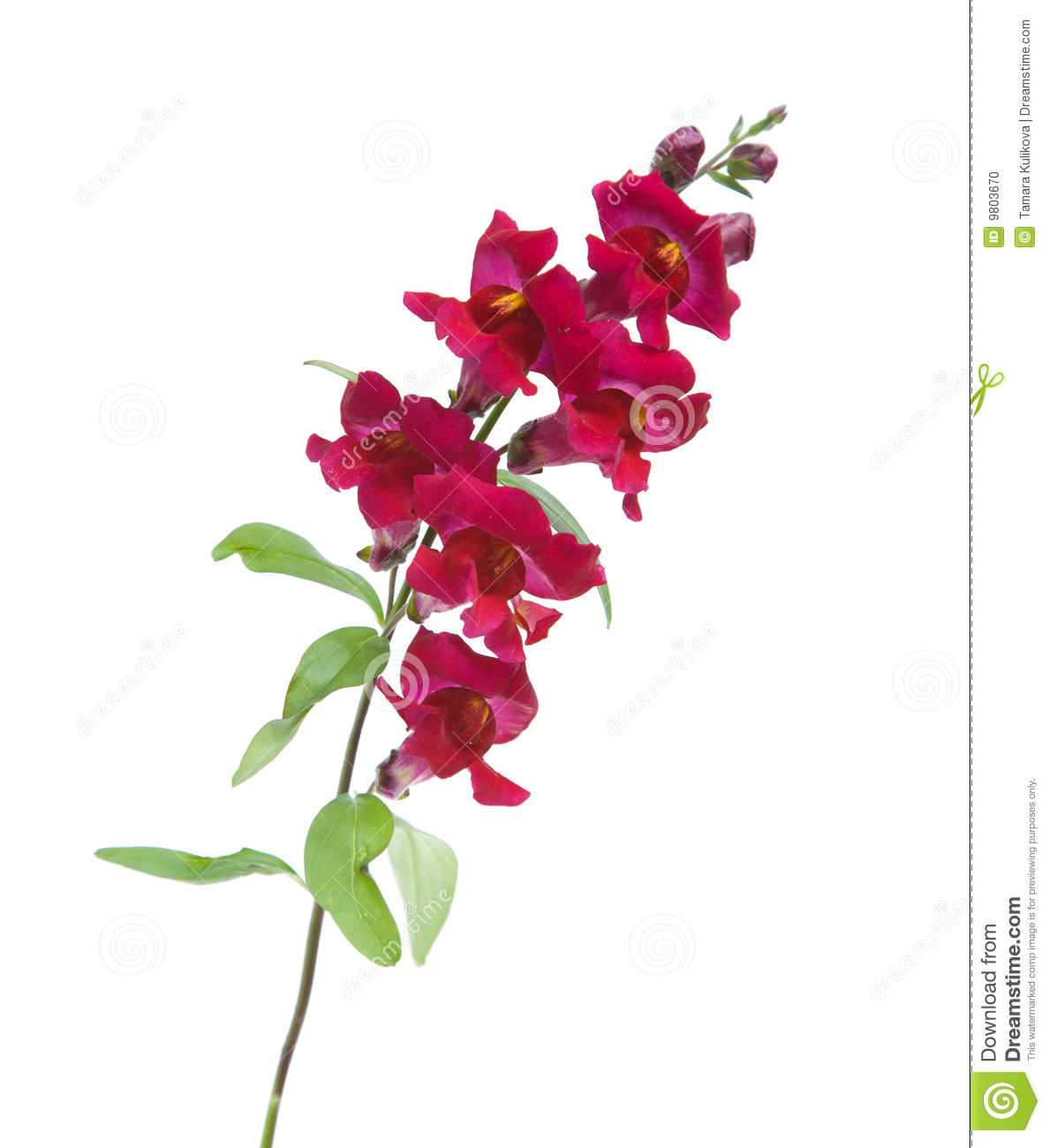 Snapdragons clipart #11, Download drawings